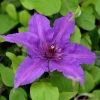 Clematis Edda ('Evipo074') (PBR) (Boulevard Series) | 3L Pot -Plants outlet store PL30005313 52d3