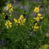 Genista Porlock | 2L Pot -Plants outlet store PL30005325 3c47