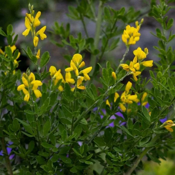 Genista Porlock | 2L Pot 3 Genista Porlock | 2L Pot