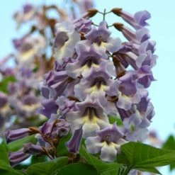 Paulownia Tomentosa | 5 Lt Pot