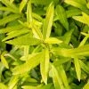 Salix Udensis Golden Sunshine (PBR) | 2L Pot 1 Salix Udensis Golden Sunshine (PBR) | 2L Pot -Plants outlet store PL30005404 ff3e