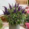 Buddleja Little Purple (’BotEx 001’) (PBR) (Butterfly Candy Series) | 2 Litre Pot -Plants outlet store PL30005441 d266