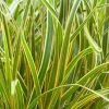Carex Morrowii Everglow (PBR) (EverColor Series) | 2L Pot