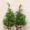 Laurus Nobilis | 30cm Pot -Plants outlet store PL30005504 a118