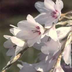 Dierama Pulcherrimum Var. Album | 1 Litre Pot