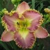 Hemerocallis Lavender Tutu | 2L Pot -Plants outlet store PL30005595 d468