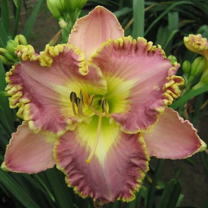 Hemerocallis Lavender Tutu | 2L Pot 3 Hemerocallis Lavender Tutu | 2L Pot