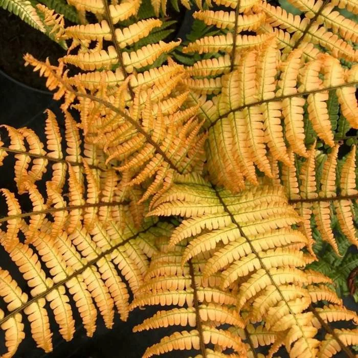 Dryopteris Wallichiana Jurassic Gold ('Hollasic') (PBR) | 2 Litre Pot 3 Dryopteris Wallichiana Jurassic Gold ('Hollasic') (PBR) | 2 Litre Pot