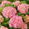 Hydrangea Macrophylla Pink | 2L Pot 1 Hydrangea Macrophylla Pink | 2L Pot -Plants outlet store PL30005663 f7d0