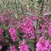 Hebe Pink Pixie | 2 Litre Pot -Plants outlet store PL30005716 c1b8