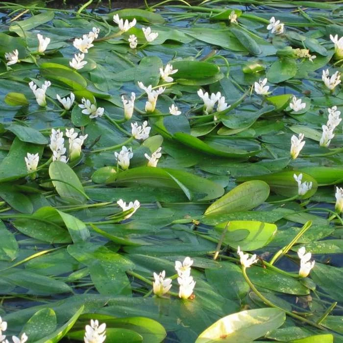 Aponogeton Distachyos | 3 Litre Aquatic Pot 3 Aponogeton Distachyos | 3 Litre Aquatic Pot
