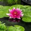 Nymphaea Escarboucle | 3 Litre Aquatic Pot -Plants outlet store PL30005762 36a2