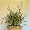 Dianella Tasmanica Variegata | 2 Litre Pot 2 Dianella Tasmanica Variegata | 2 Litre Pot -Plants outlet store PL30005763 ca88