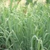 Panicum Virgatum Prairie Sky | 2L Pot -Plants outlet store PL30005766 275b