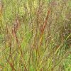 Panicum Virgatum Rotstrahlbusch | 2L Pot