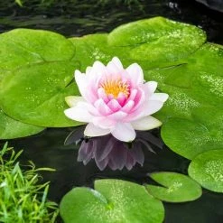 Nymphaea Madame Wilfon Gonnère | 18cm Aquatic Pot