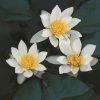 Nymphaea Pygmaea Alba | 1L Aquatic Pot -Plants outlet store PL30005771 7cd2