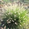 Pennisetum Alopecuroides Little Bunny | 2L Pot