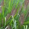 Pennisetum Alopecuroides Red Head | 2L Pot