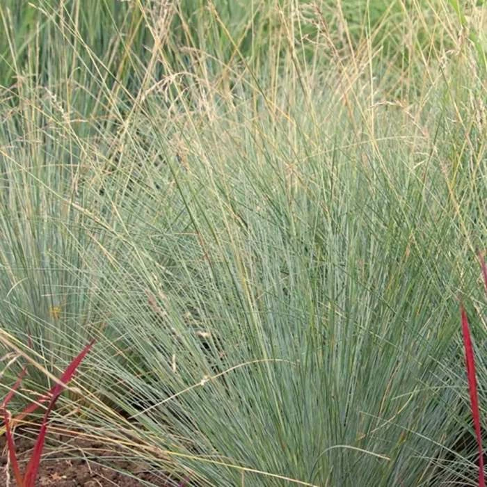 Poa Labillardierei | 2L Pot 3 Poa Labillardierei | 2L Pot