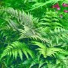 Athyrium Niponicum Metallicum | 2L Pot -Plants outlet store PL30005784 4d61