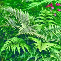 Athyrium Niponicum Metallicum | 2L Pot