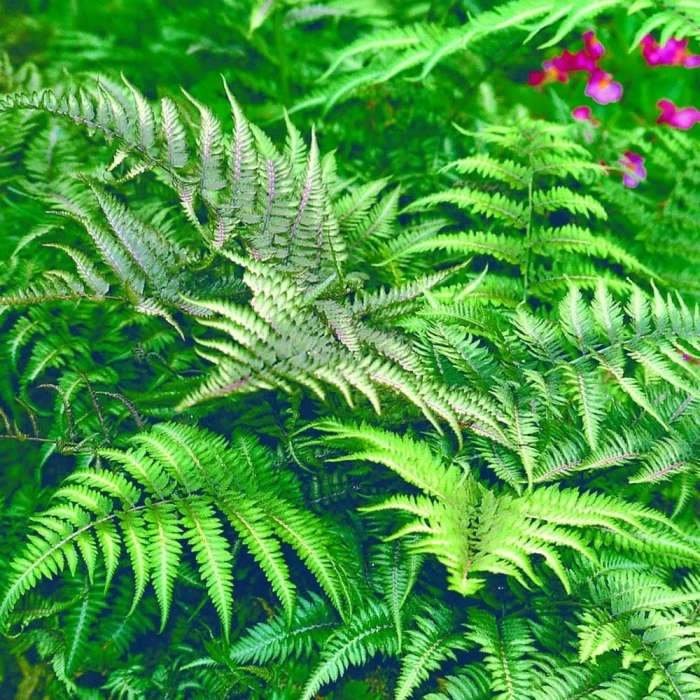 Athyrium Niponicum Metallicum | 2L Pot 3 Athyrium Niponicum Metallicum | 2L Pot