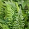 Polystichum Tsussimense | 2 Litre Pot 1 Polystichum Tsussimense | 2 Litre Pot -Plants outlet store PL30005786 2098