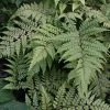 Athyrium Otophorum Var. Okanum | 2 Litre Pot -Plants outlet store PL30005787 eb21