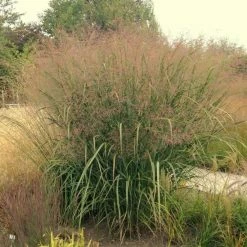 Panicum Virgatum Thundercloud | 2L Pot