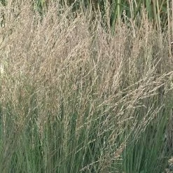 Molinia Caerulea Subsp. Caerulea Moorflamme | 2 Litre Pot