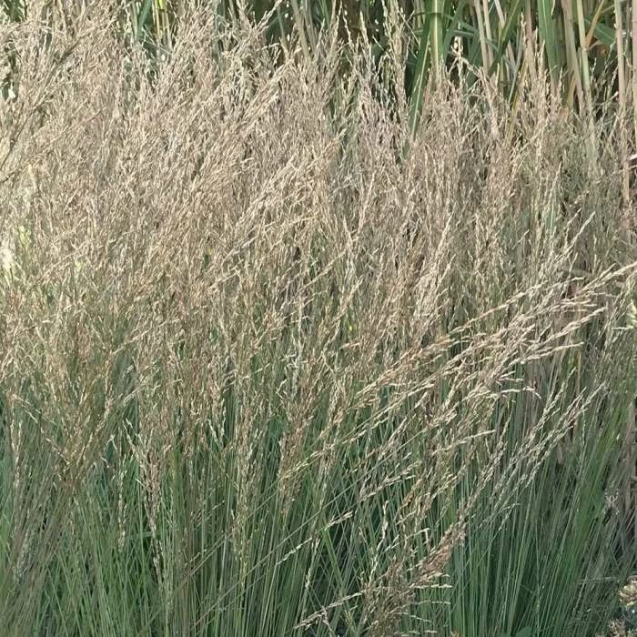 Molinia Caerulea Subsp. Caerulea Moorflamme | 2 Litre Pot 3 Molinia Caerulea Subsp. Caerulea Moorflamme | 2 Litre Pot