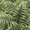 Athyrium Niponicum Var. Pictum Red Beauty | 2L Pot -Plants outlet store PL30005878 8a6a