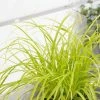 Carex Oshimensis Everillo (PBR) (EverColor Series) | 2L Pot -Plants outlet store PL30005882 43a0