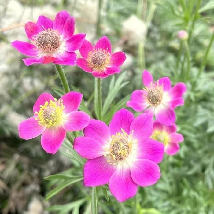 Anemone Multifida Rubra | 2L Pot 3 Anemone Multifida Rubra | 2L Pot