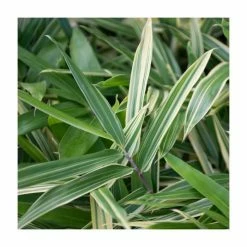 Sasaella Masamuneana 'Albostriata' | 9L Pot