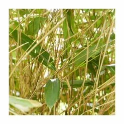 Broadleaf Bamboo | Sasa Palmata Nebulosa | 9L Pot 7 Broadleaf Bamboo | Sasa Palmata Nebulosa | 9L Pot -Plants outlet store PL3011 add image 1 1f7a