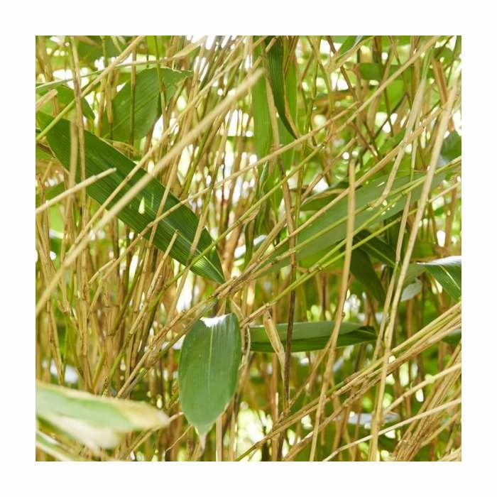 Broadleaf Bamboo | Sasa Palmata Nebulosa | 9L Pot 5 Broadleaf Bamboo | Sasa Palmata Nebulosa | 9L Pot - Image 3