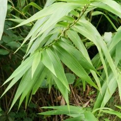Broadleaf Bamboo | Sasa Palmata Nebulosa | 9L Pot
