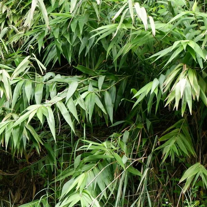 Broadleaf Bamboo | Sasa Palmata Nebulosa | 9L Pot 4 Broadleaf Bamboo | Sasa Palmata Nebulosa | 9L Pot - Image 2