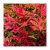 40cm Nandina 'Gulf Stream' | Heavenly Bamboo | 9L Pot -Plants outlet store PL3023 main image 139c