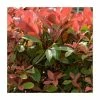 2ft Photinia X Fraseri 'Robusta Compacta' | 10L Pot -Plants outlet store PL3024 main image 038d