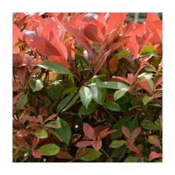 2ft Photinia X Fraseri 'Robusta Compacta' | 10L Pot