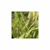 Hakonechloa Macra | 2L Pot 1 Hakonechloa Macra | 2L Pot -Plants outlet store PL411128 7f6b
