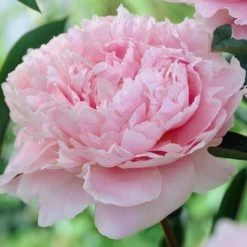 Paeonia Lactiflora Sarah Bernhardt | 4L Pot