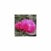 Paeonia L. Kansas | 4L Pot -Plants outlet store PL411166 89bd