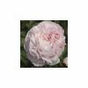 Paeonia Shirley Temple | 4L Pot 1 Paeonia Shirley Temple | 4L Pot -Plants outlet store PL411167 2f34