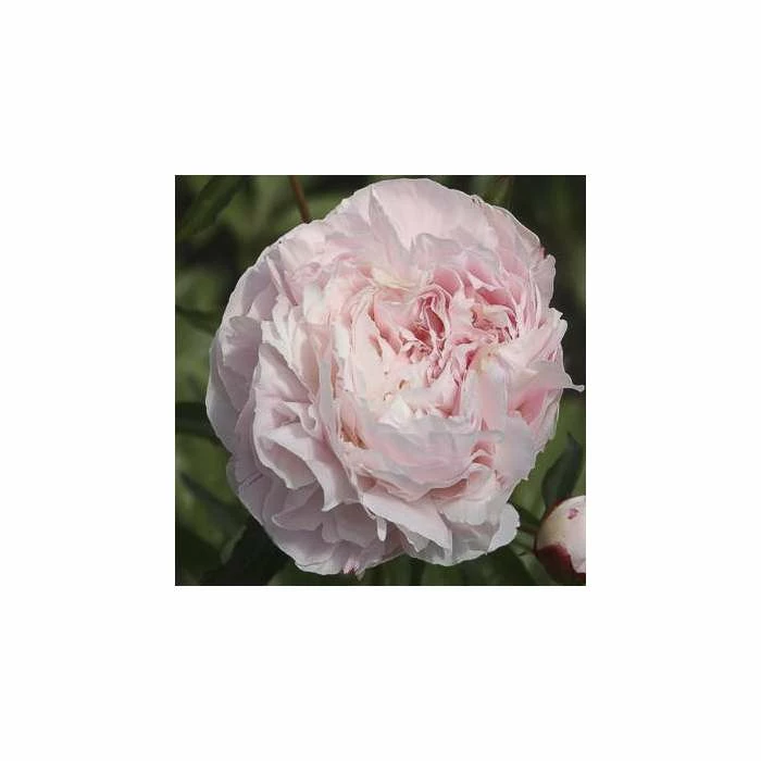 Paeonia Shirley Temple | 4L Pot 3 Paeonia Shirley Temple | 4L Pot