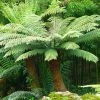 Dicksonia Antarctica | Tree Fern -Plants outlet store PL41190 main image da05