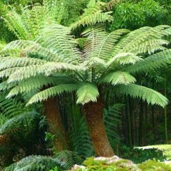 Dicksonia Antarctica | Tree Fern